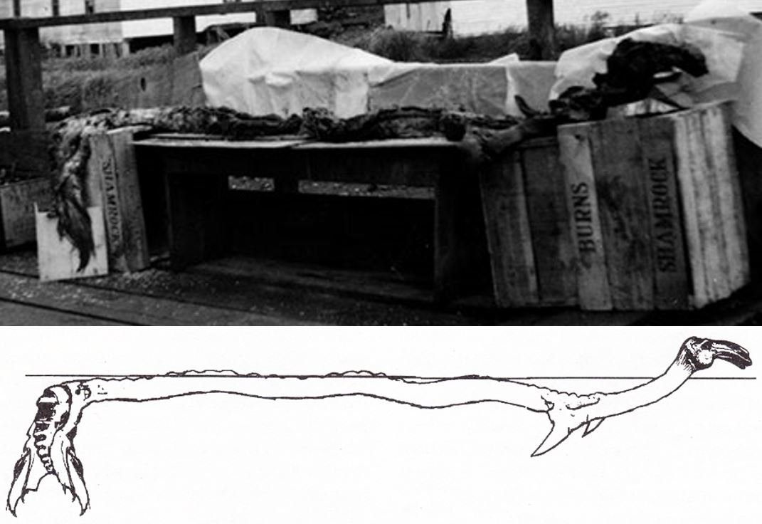 TetZoo's tweet photo. We're seeing renewed interest in the 1937 #Cadborosaurus carcass. The definitive take - reviewing the history, claims about the carcass's anatomy, the house-of-cards hypotheses built on the supposed affinities of the animal and more - is here ... https://t.co/3UUdFZymJ0 https://t.co/uGSA8IckA6
