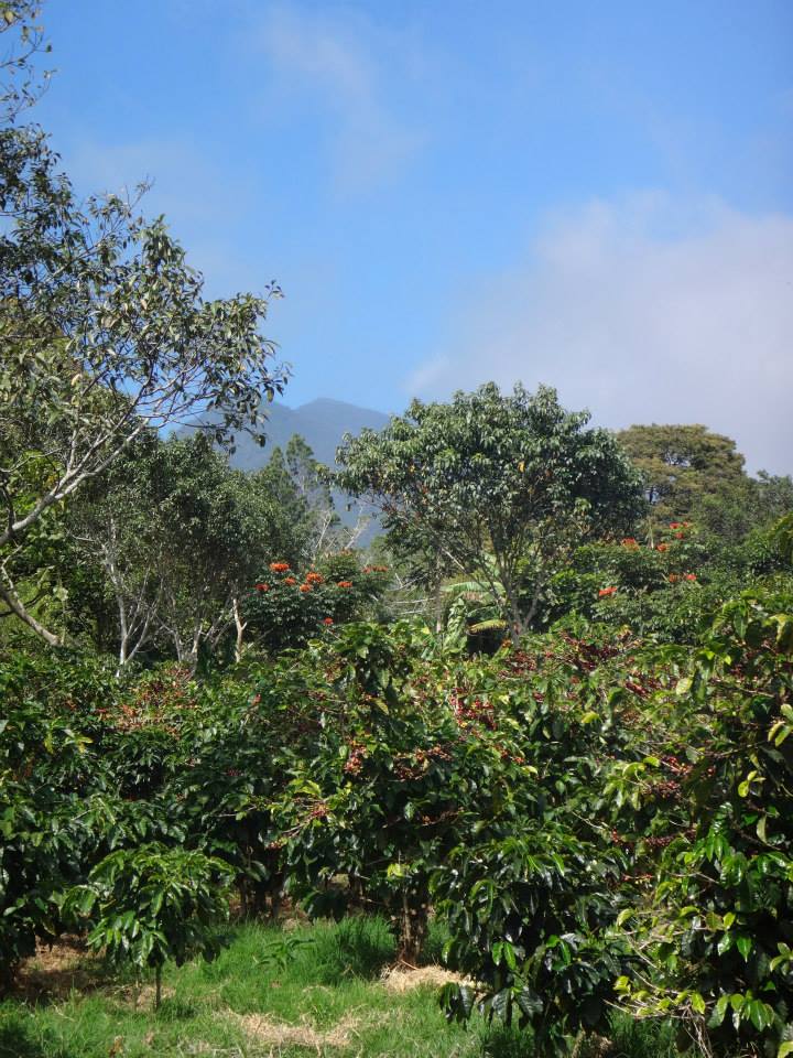 602Shaffer's tweet photo. @DailyPicTheme2 I don't drink it, so here are some #coffee bean plants in Costa Rica... https://t.co/q82tsZBsIP