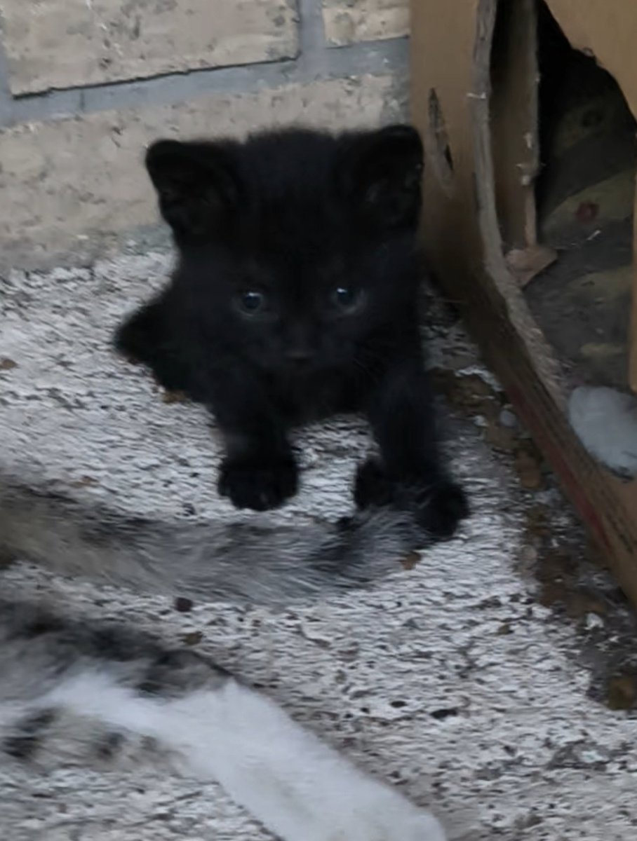 Wild child _zauvek tweet media