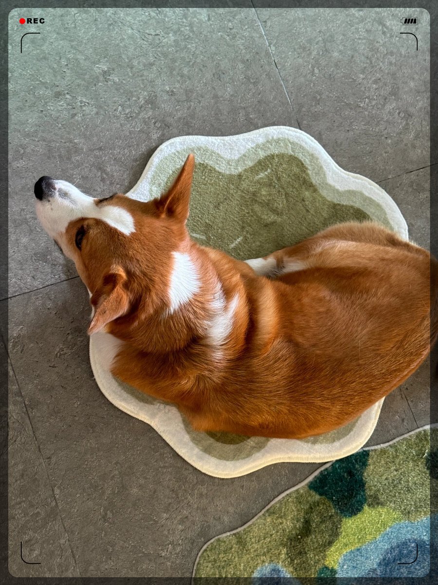 SoruTestCom's tweet photo. Watch our little fur nugget go from wobbly paws to zoomies—love this messy, perfect growth journey https://t.co/tgHJuFYlki