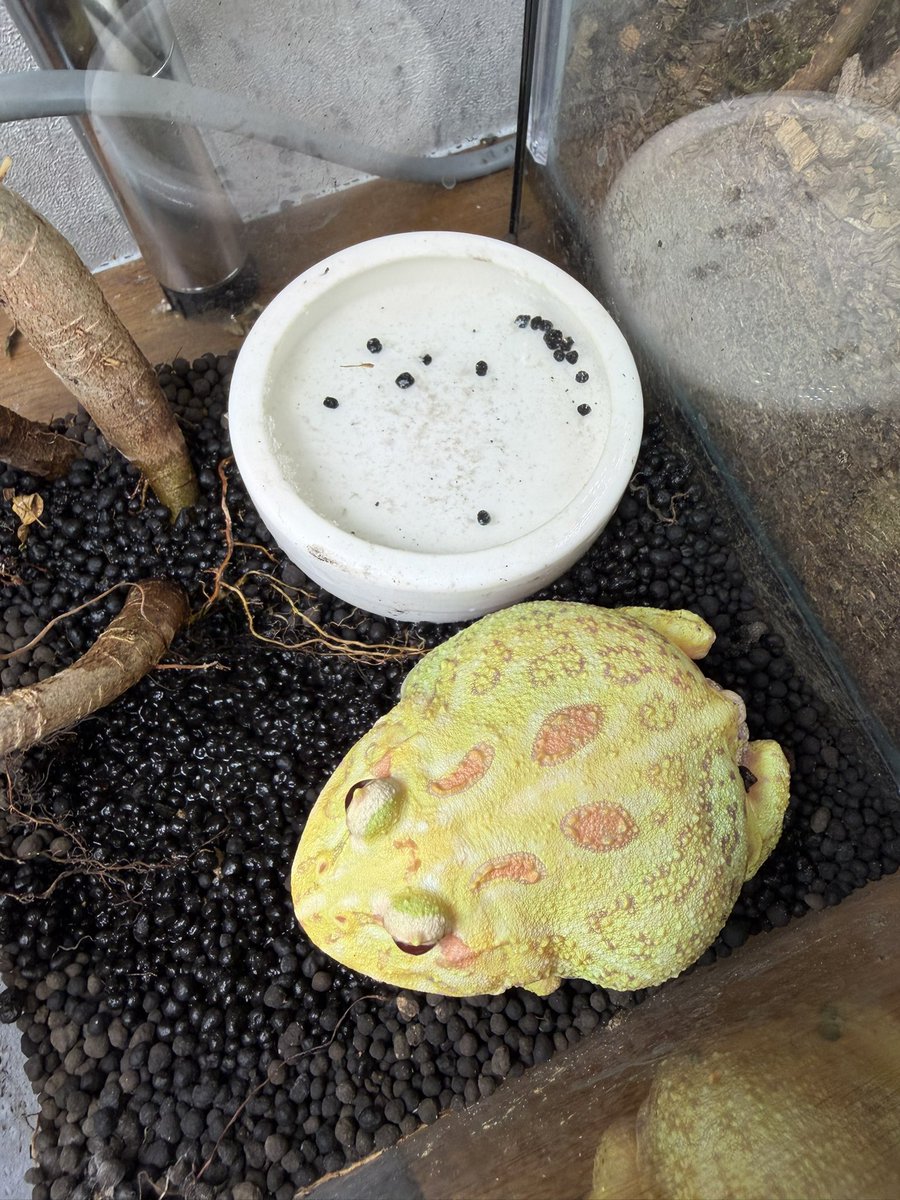 seiteiii's tweet photo. すくすくと🐸 https://t.co/gO8KIV3kfy