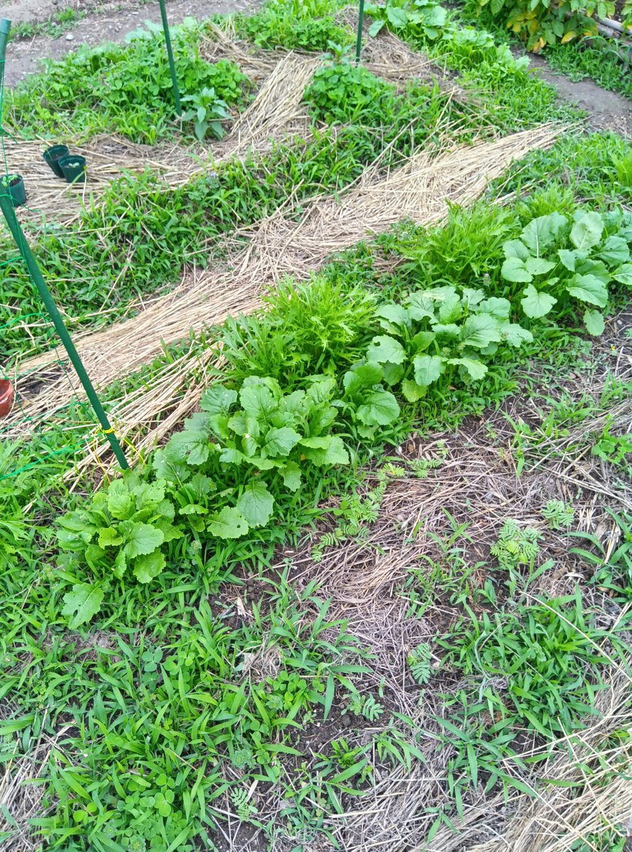 ヨシぞう 畑の問題児🐛🌿🫑🥦 tweet media