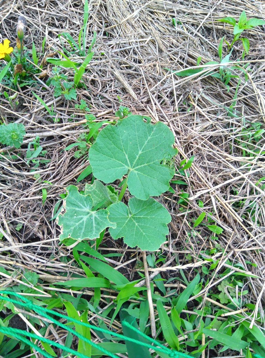 ヨシぞう 畑の問題児🐛🌿🫑🥦 tweet media