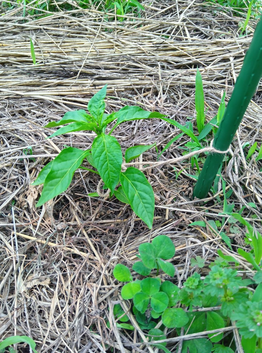 ヨシぞう 畑の問題児🐛🌿🫑🥦 tweet media