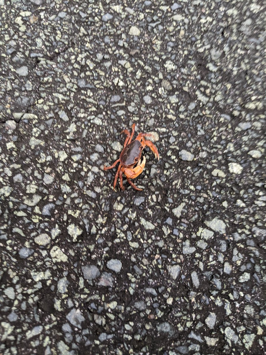 道路にカニがいた。確かに脇には川はあるが、車に轢かれちまうよカニ