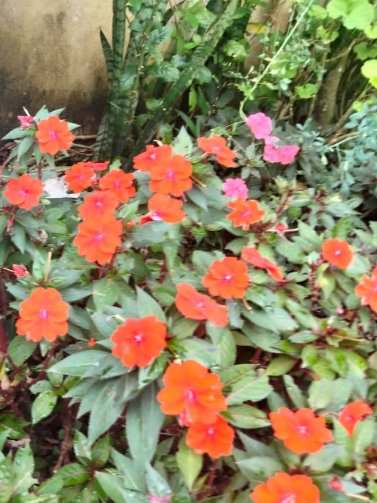 ClaudionorDia16's tweet photo. Bomm diaaa galerinha, uma abençoada quinta feira pra todos nós, Impatiens, conhecida como Maria-sem-vergonha,  Beijinho, Beijo -turco, nativa da África Original, floresce quase o ano inteiro, flores em tons vibrante s, rosa, laranja , vermelha ou salmão, https://t.co/8KC5XiJCaO