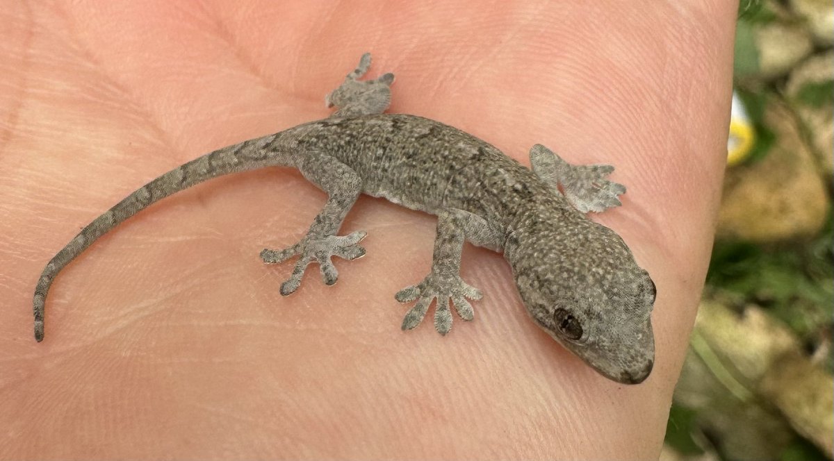 frog_pit_'s tweet photo. 裏庭の守宮🦎 https://t.co/hmJQ5Ne6ZO