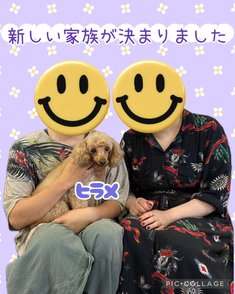 🌟新しい家族が決まりました🌟 トイプードルのヒラメちゃん 卒業しま