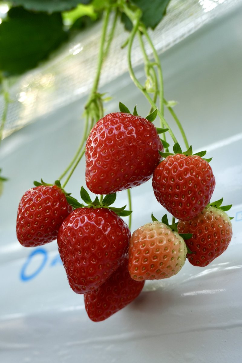 TSUJIGUCHI FARMでは、 いちご狩り終了直前の特別セールを 開催して