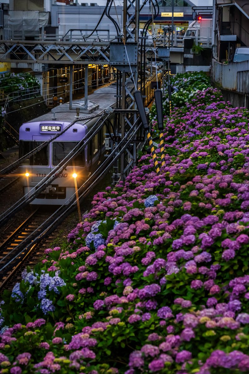 taku_photo47's tweet photo. 紫陽花を駆ける列車が素敵でした https://t.co/L47cYmF91Y