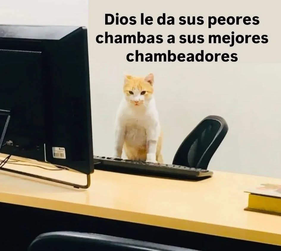 ANIMALITOSSANA's tweet photo. https://t.co/0XwxbK6ZHN