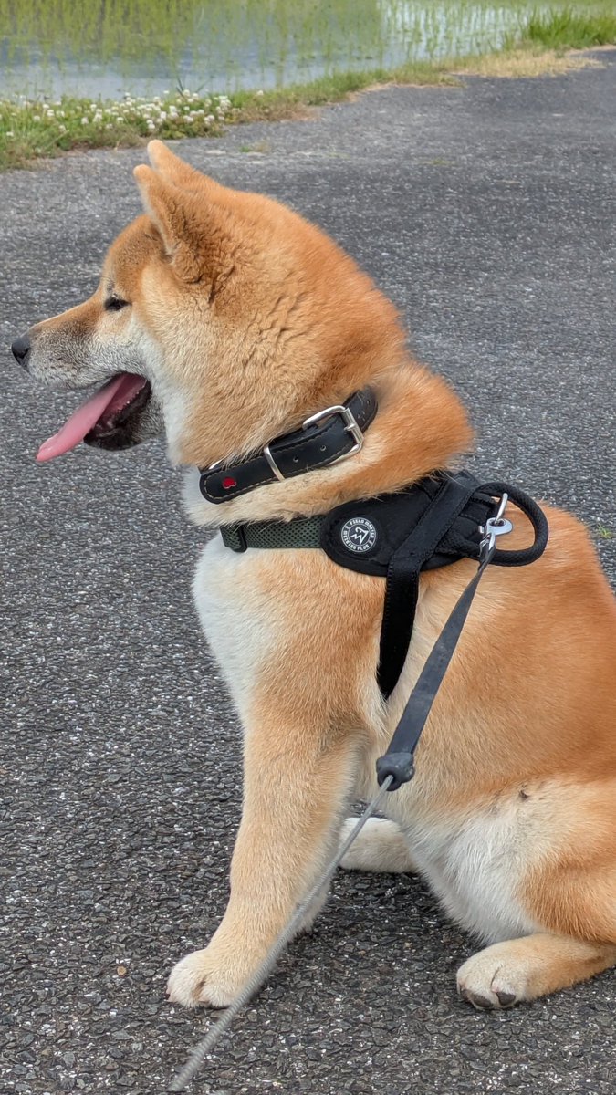 茶太郎、もう今の首輪だとキツそうやぞ、と父が用意してくれてた新たな