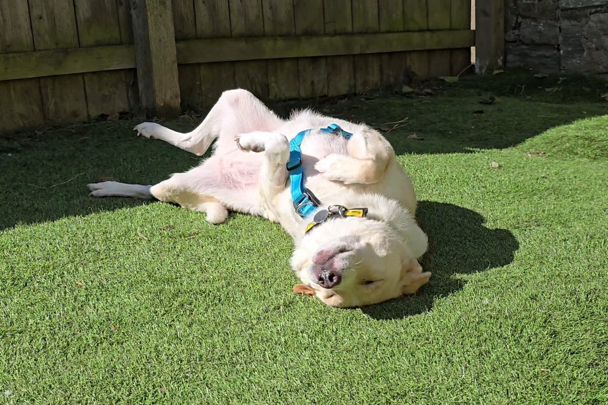 DT_WestCalder's tweet photo. Don't mind Elsa, she's just catching some rays! 😎

Elsa enjoys a calmer pace of life and would love her own garden to potter around and sunbathe in. ☀️

She's looking for a patient, gentle family that can give her all the love she deserves. 💛

Check out her profile: https://t.co/Z8OSKU8QoH

@dogstrust #DogsTrust #AdoptDontShop #ADogIsForLife #FosterDog