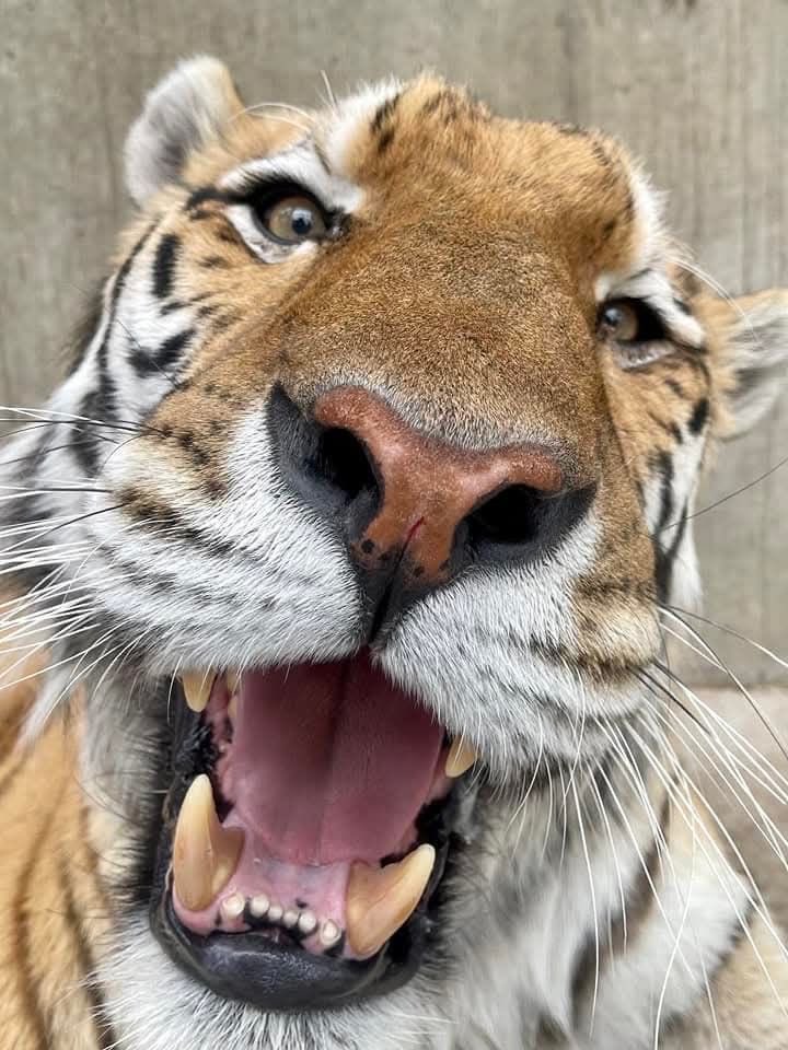 Tiger tweet media