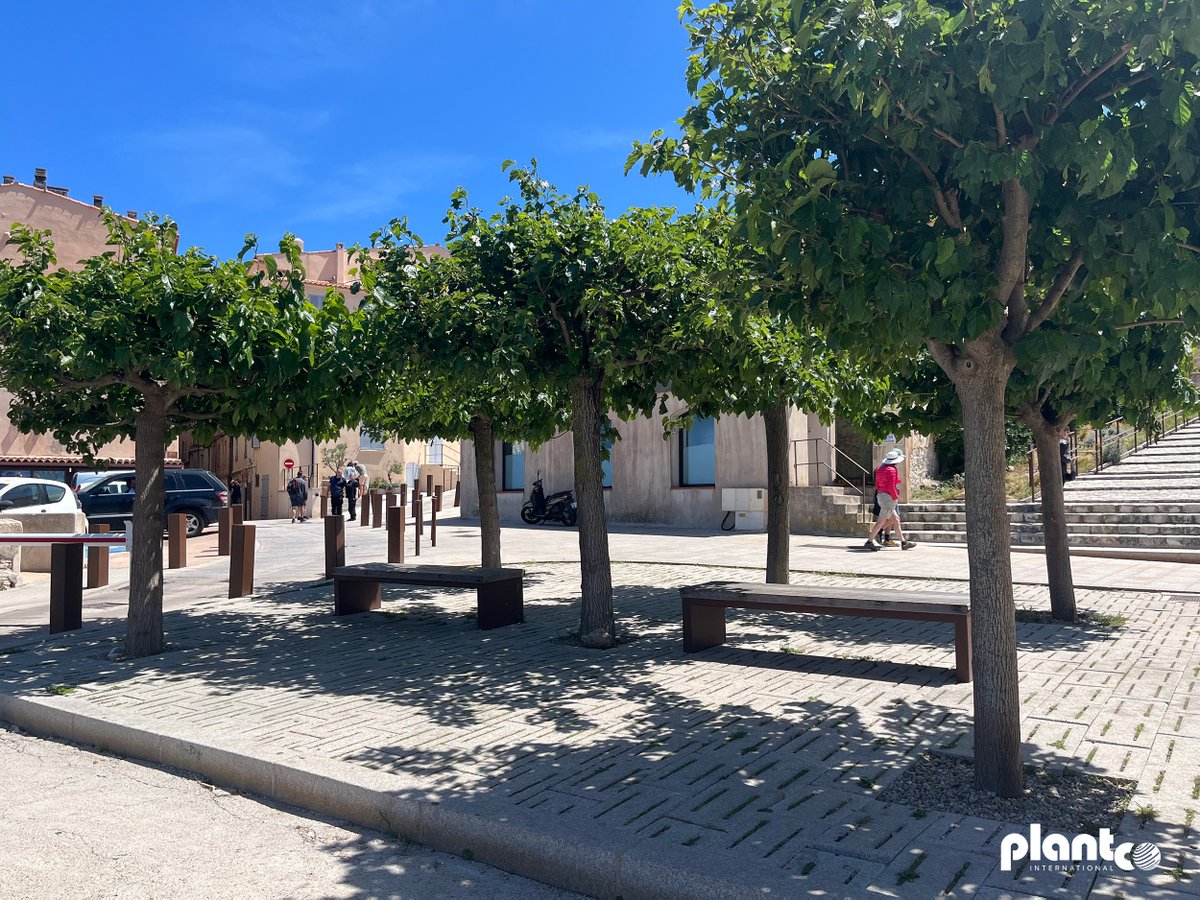 PlantcoFrance's tweet photo. Une forêt urbaine en haut d'une citadelle battue par les tempêtes méditerranéennes. 🌳

Bonifacio. Substrat rocheux, vents violents. Deux solutions Plantco pour relever le défi : Rootstock pour les racines, Plantcofix pour l'ancrage.

Trois ans après, les arbres sont magnifiques https://t.co/FpO8huCQcY