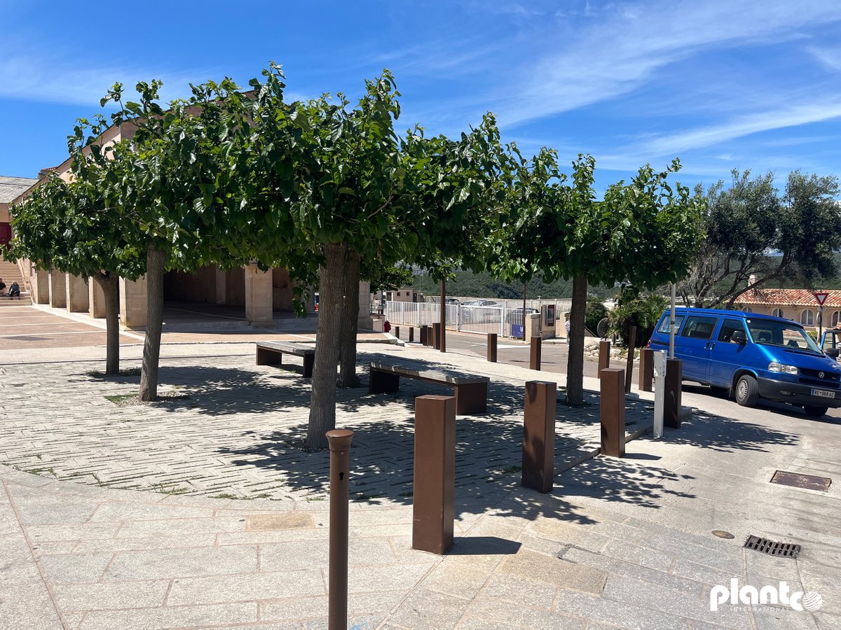 PlantcoFrance's tweet photo. Une forêt urbaine en haut d'une citadelle battue par les tempêtes méditerranéennes. 🌳

Bonifacio. Substrat rocheux, vents violents. Deux solutions Plantco pour relever le défi : Rootstock pour les racines, Plantcofix pour l'ancrage.

Trois ans après, les arbres sont magnifiques https://t.co/FpO8huCQcY