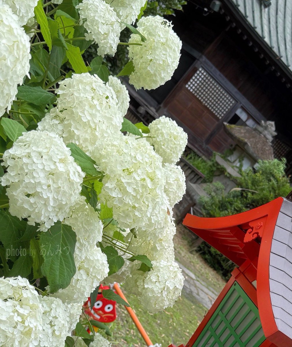 ☆あんみつ☆ tweet media