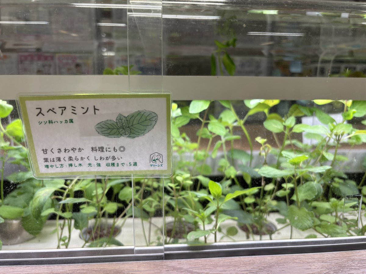 UDC_sumida's tweet photo. 千葉大学グリーンズ🌱

八広地域プラザで、地域の方々と植物工場の取り組みを進めています！すでに5年目くらい⁉️👀
長く地域に親しまれています✨

＃大学のあるまち
＃すみだ
＃千葉大学 https://t.co/fK2xf3Qjxw