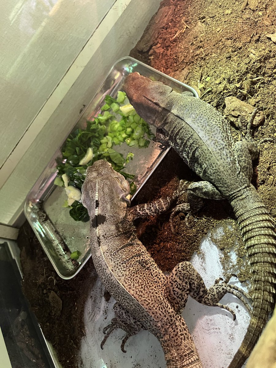 EATT515's tweet photo. ��飯食べる時も寝る時も一緒どんだけ仲良いんよ笑
#爬虫類
#爬虫類のいる生活
#イグアナ
#エルモシージョトゲオイグアナ https://t.co/fmikcovpfg