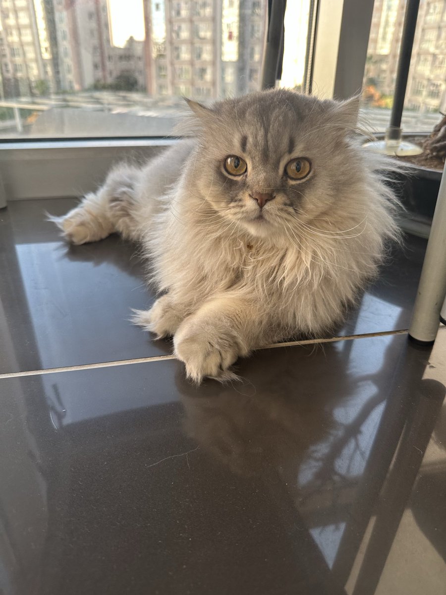 gizmo_thebit's tweet photo. Şindi habevlev

Apukşubunk şeylev olmaktadıv
Habevlev bitmiçdiv https://t.co/iyEtj4W3a2