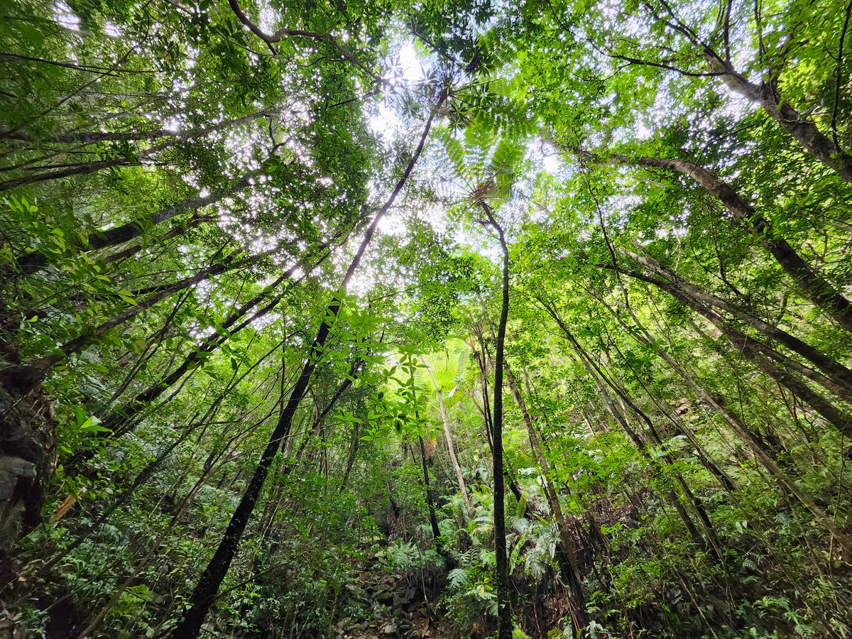OkinawaNature's tweet photo. Northern Okinawa – Yanbaru
Located in the subtropical zone at 27° north latitude, Yanbaru is a globally rare forest where lush evergreen broadleaf forests thrive, nurtured by an oceanic climate despite its subtropical setting.#okinawa #yanbaru #nature https://t.co/GGEx89mG5z