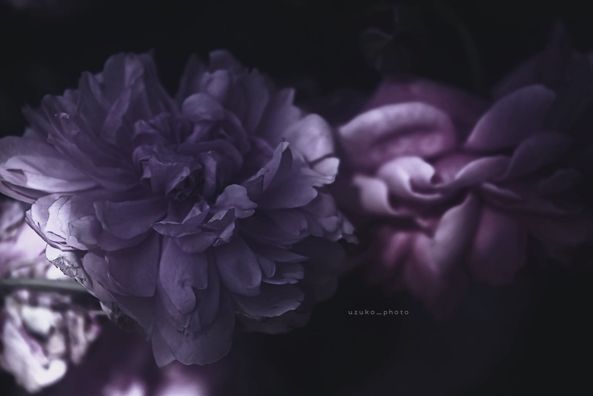 うずこ/𝚄𝚣𝚞𝚔𝚘 tweet media