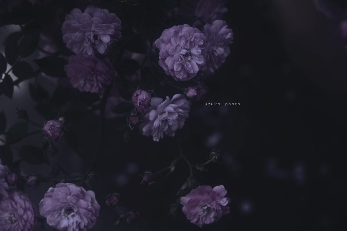 うずこ/𝚄𝚣𝚞𝚔𝚘 tweet media