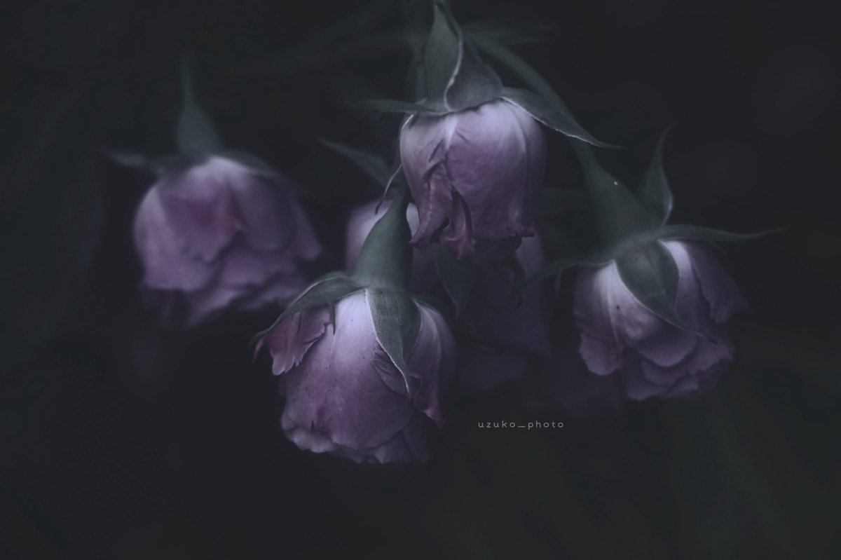 うずこ/𝚄𝚣𝚞𝚔𝚘 tweet media