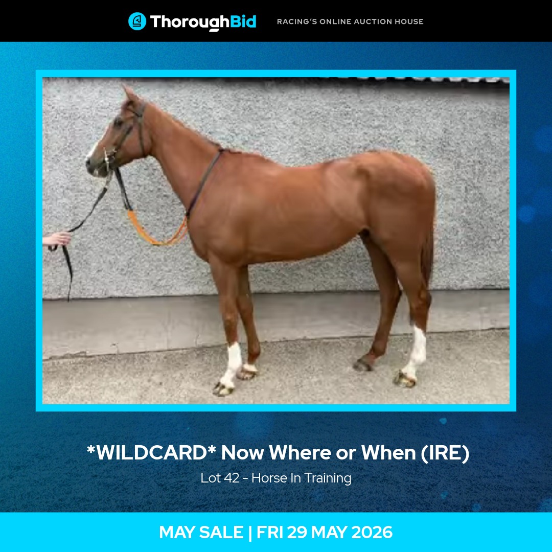 thorough_bid's tweet photo. *WILDCARD ADDED* - NOW WHERE OR WHEN (Lot 42), consigned by @crawford_bros.

Grade 3 placed
A three time winner over fences
Also a winner over hurdles and placed in point-to-points

He sells in Friday’s May Sale! 👇