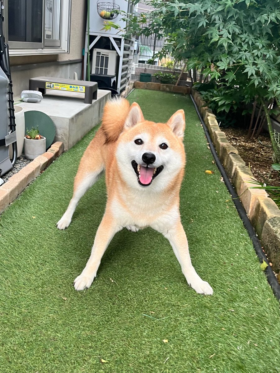 柴犬おとちゃん🐕6歳 tweet media