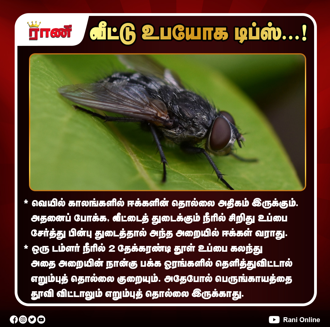 Rani_online's tweet photo. ஈக்கள் & எறும்புத் தொல்லைக்கு எளிய வீட்டு தீர்வுகள்!
#HomeTips #CleaningHacks #NaturalRemedies #HouseKeeping #SummerTips #PestControl #AntControl #FlyControl #HomeCare #EasyTips #ranionline https://t.co/NU1TcisD8U
