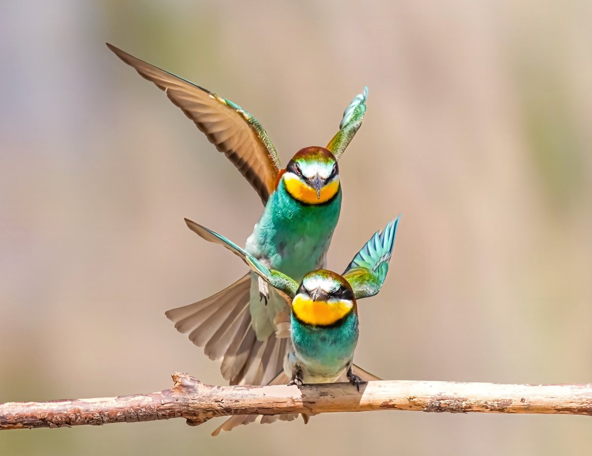 vedatates64's tweet photo. ❤️
Geçti gidiyor hayatın saltanatı,
Gönül kırık,dala küskün,
Neylesin aşk olmayınca dünyayı
Beden kızgın,çekip giden zamana 
Yine geldik hazana, soldu ömrüm.
vedatateş 

Arıkuşları https://t.co/0Pc4v11I0w