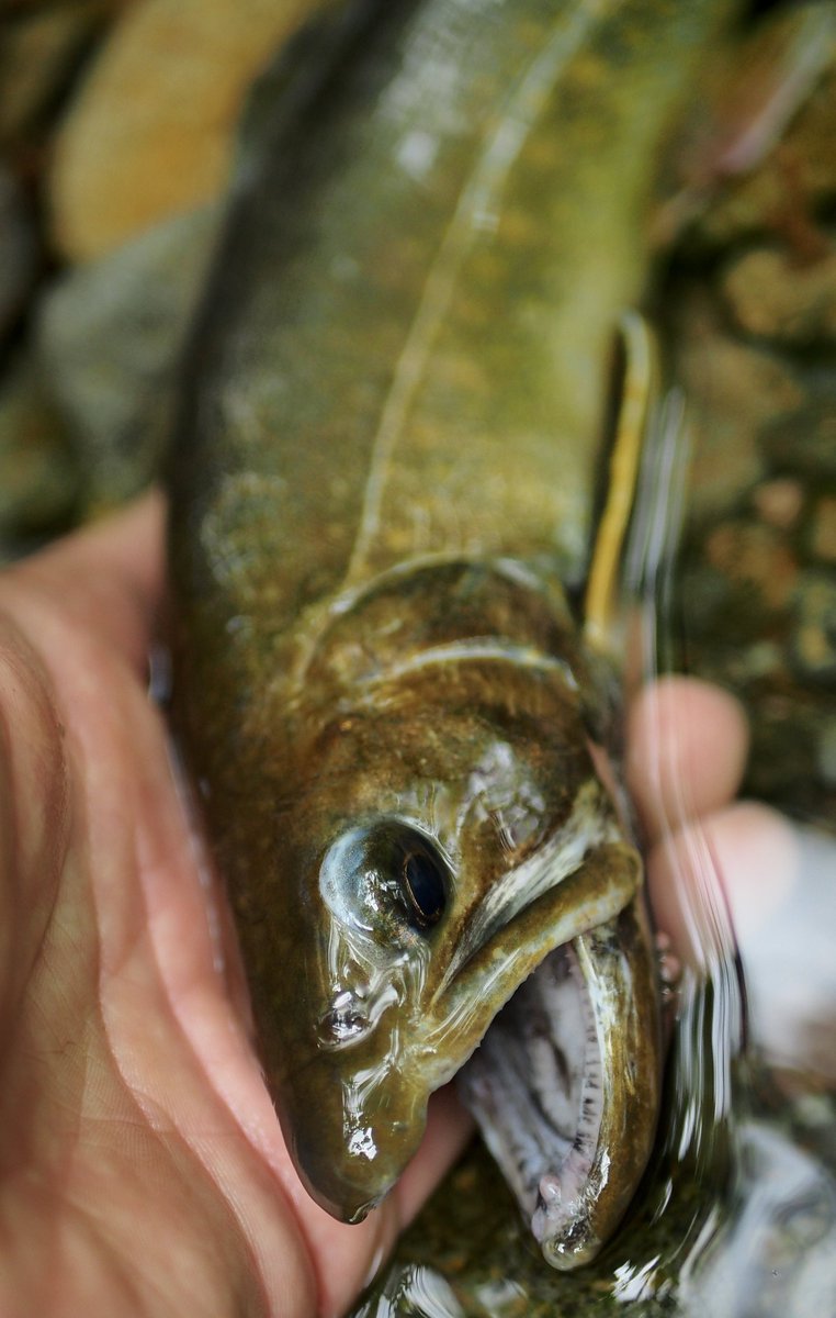 aki__fishing's tweet photo. いかつい https://t.co/VYIFqK4AdH
