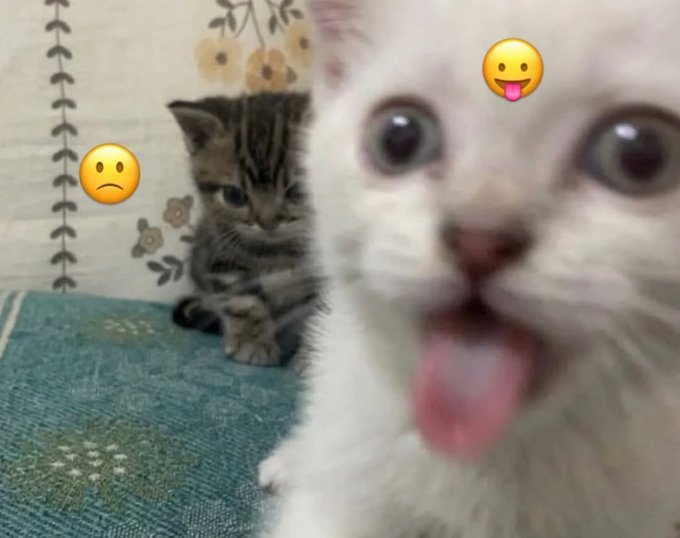 Silly little cats tweet media