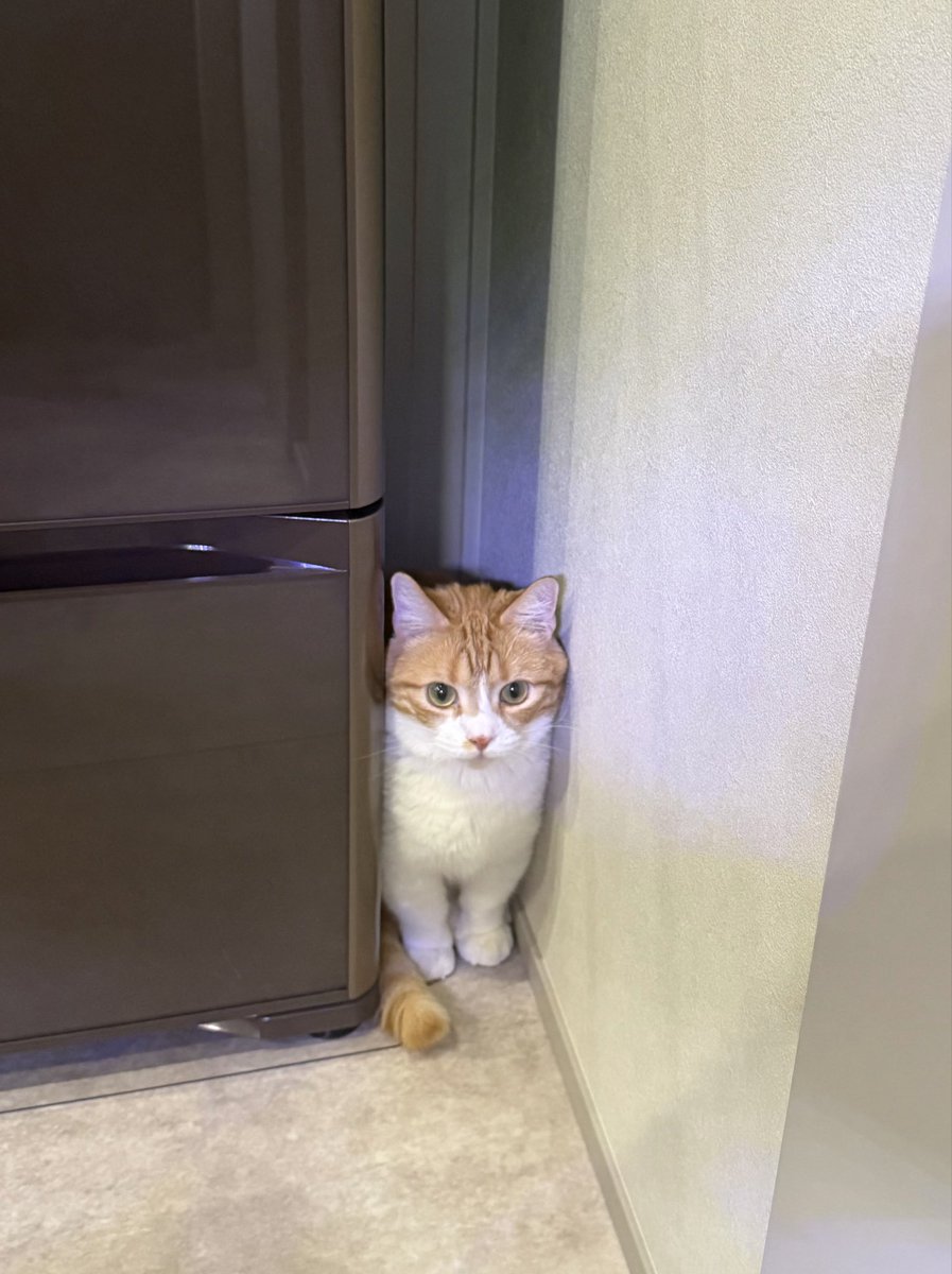 notten_ch's tweet photo. スポッ😾 https://t.co/HEndkjy7fS