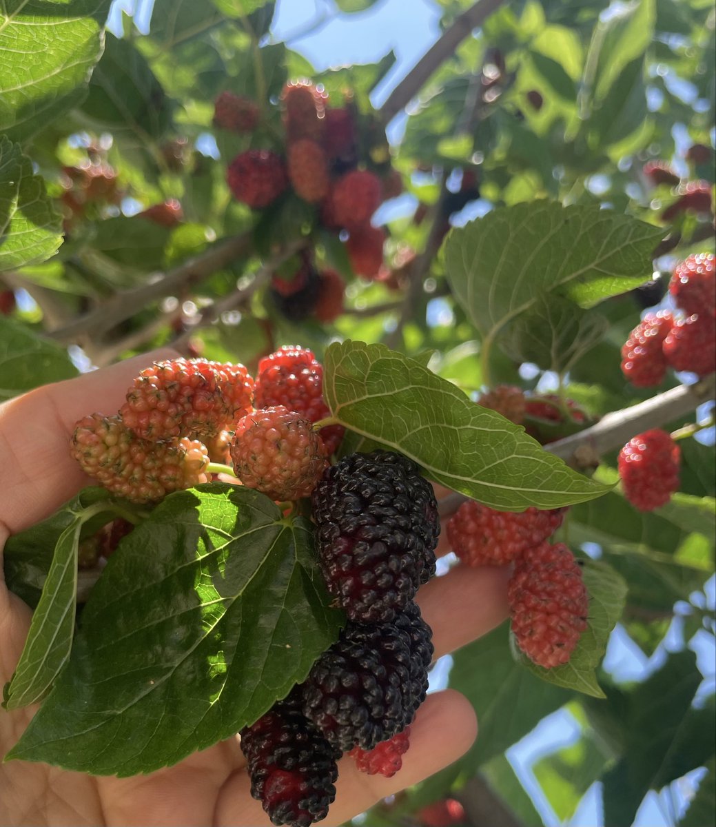 FereMuazzez's tweet photo. Dut ağacı türk mitolojisinde ,evin huzurunu ve geleceğini temsil eder. Eskiden ev yapılmadan önce bahçesine ilk olarak dut dikilirdi. #dutagaci #dut #agac https://t.co/tYm5XnNszF