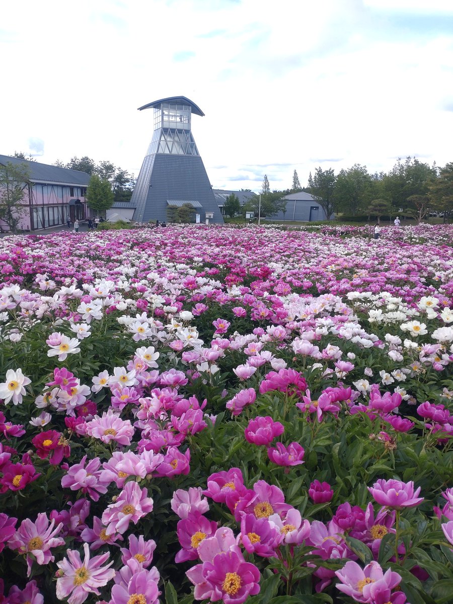 YayoHon's tweet photo. 愛宕山農業公園の芍薬も✨ https://t.co/VWe22kRf0J