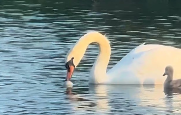 AnnOakley20's tweet photo. @AWPRCO Then there is that lot on Hampstead Heath making merry in a pond designated for nesting birds and wildlife. Signs everywhere but people just ignored them.
Some charmer distubed the swan's nest and the poor thing was trying to get the egg in the water https://t.co/GSwr99LAbO