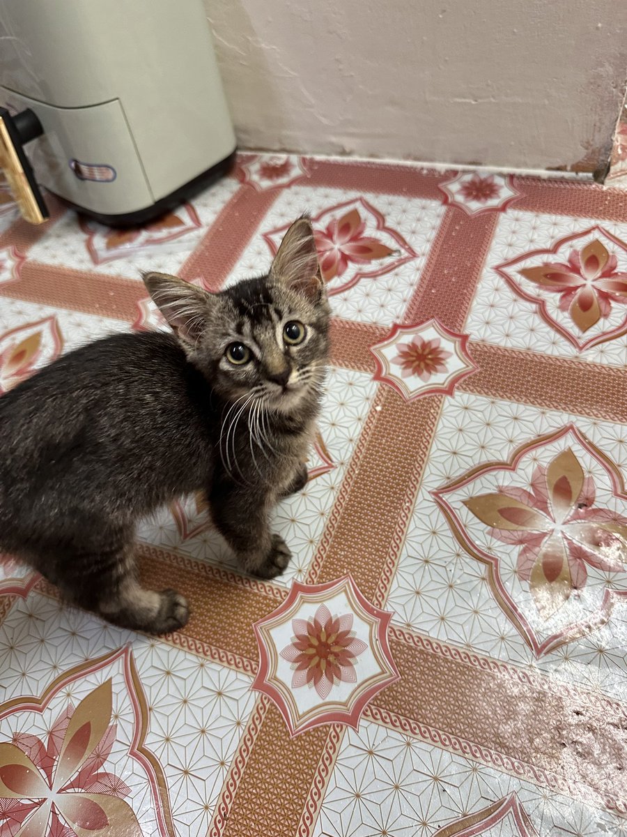 ctnurida's tweet photo. Comel macam ni pun kena buang ke? Jumpa tepi hutan kena kejar dengan monyet. 
Help! Siapa nak, boleh amek. Saya duduk bilik sewa, tak boleh jaga lama 😭
📍 Putrajaya
@yemmeow @SoniaHoran__ @tattyhassan @itsybitsymin tolong share pliss 😭 https://t.co/HrTPNeESjf