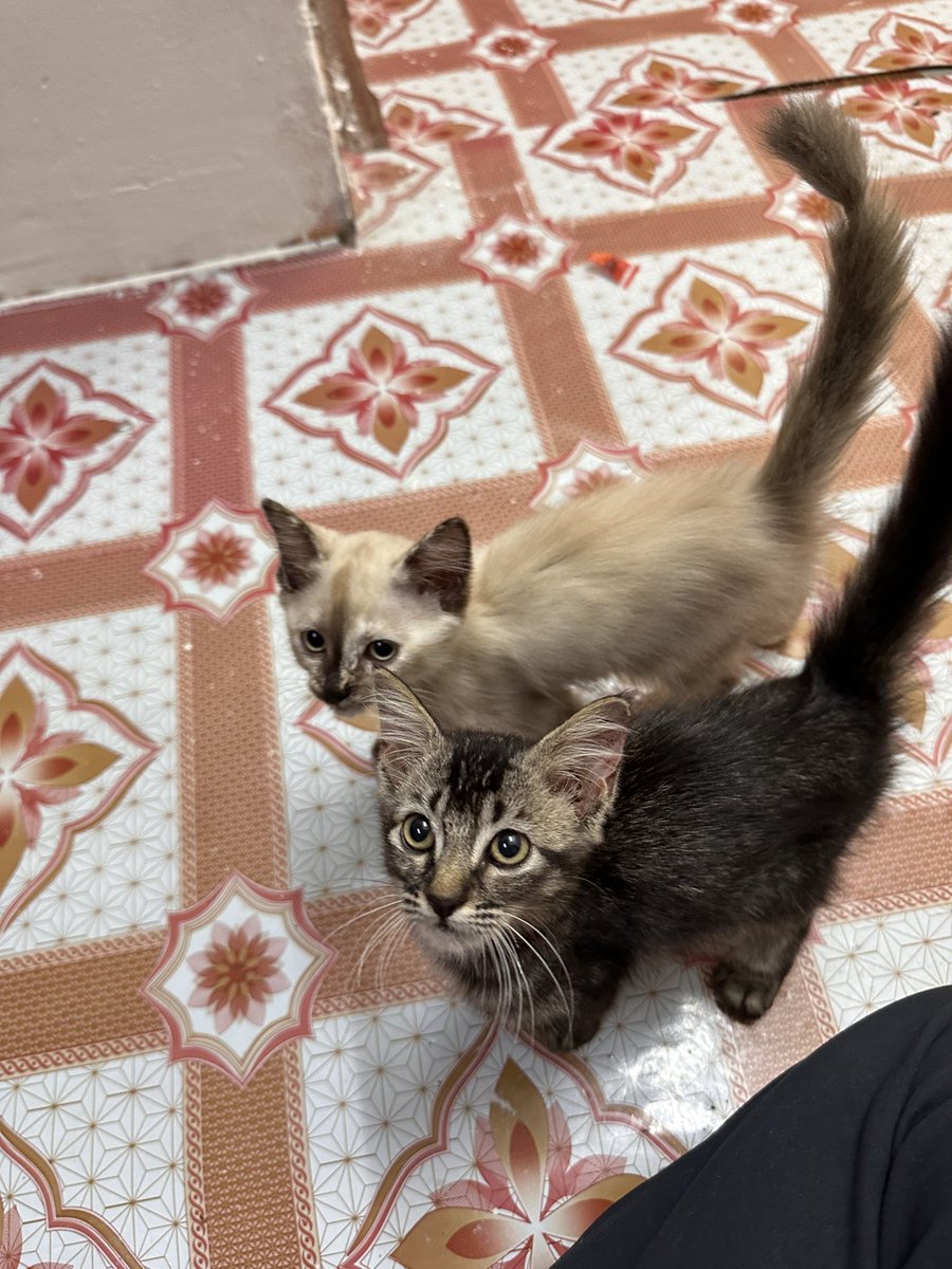 ctnurida's tweet photo. Comel macam ni pun kena buang ke? Jumpa tepi hutan kena kejar dengan monyet. 
Help! Siapa nak, boleh amek. Saya duduk bilik sewa, tak boleh jaga lama 😭
📍 Putrajaya
@yemmeow @SoniaHoran__ @tattyhassan @itsybitsymin tolong share pliss 😭 https://t.co/HrTPNeESjf