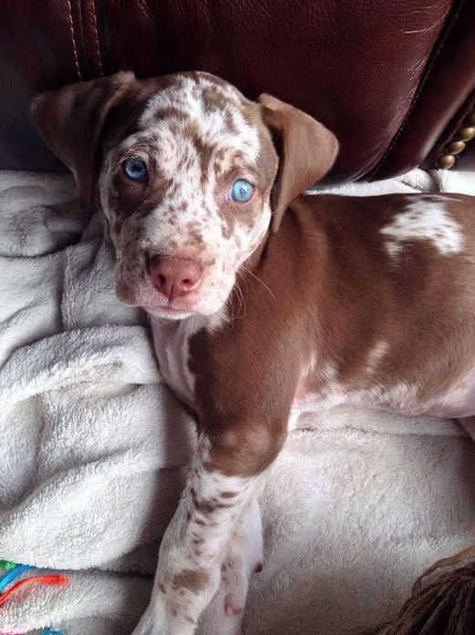BestinDogs's tweet photo. Most people don't want me because I'm not beautiful..But so far nobody has loved my Face.💔🥺🙏🏻 https://t.co/gUEeDdiNJW