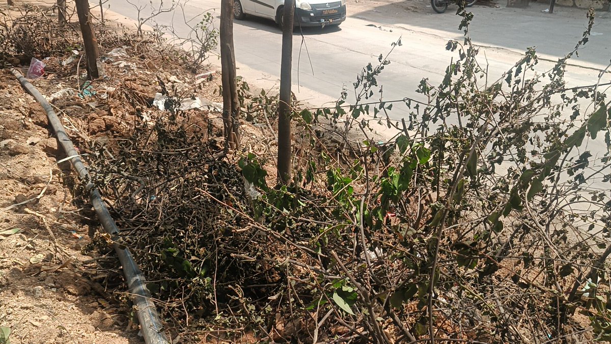 akula_bjp's tweet photo. Nizampet Circle Pragati Nagar Road dividers are being killed by removing green plants under the pretext of beautification. Provide basic facilities in the existing parks.ple verify &amp;take action.@TelanganaCMO @revanth_anumula @TelanganaCS @MC_Cyberabad @CMC_Offcl @DC_Nizampet https://t.co/7ZRhobFZX9
