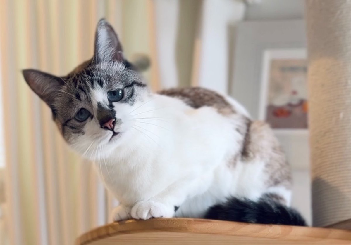 ぴえん猫ミント (@piennekomint) / Posts / X