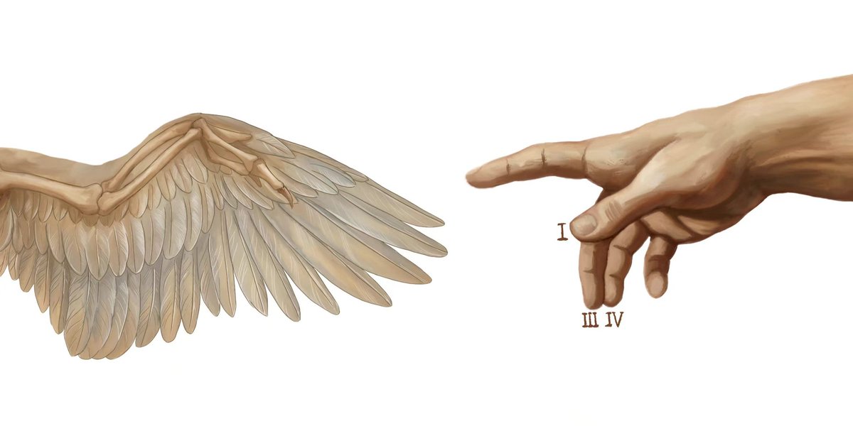 zhouqi1982's tweet photo. https://t.co/vwBO4s2kaI； https://t.co/f3RrQo3dEG Do different digits of our hand or foot have a molecular identity and if so, what are their homologies across tetrapods? We published two new works on @NatureComms @MolBioEvol to address the questions. https://t.co/0pmx6OxmOR