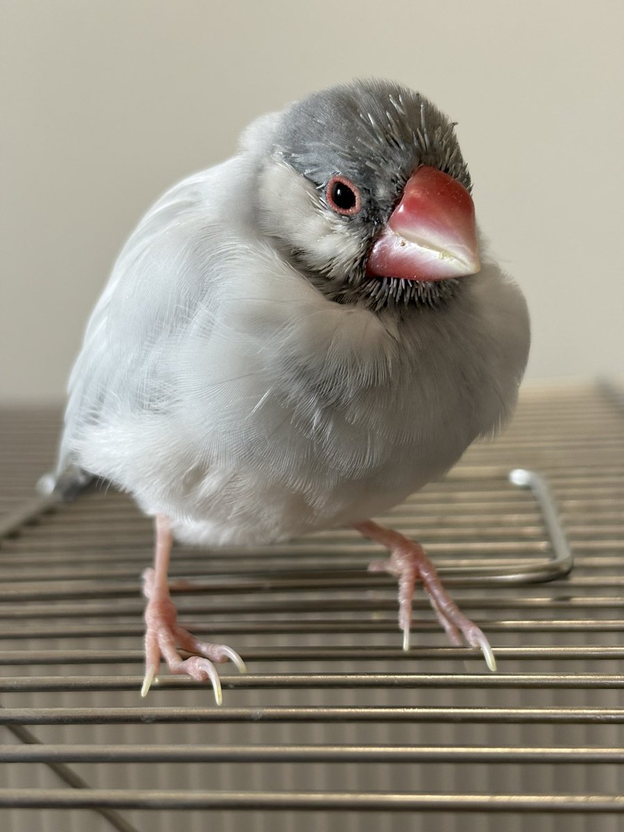 鳥豚　その他キャンセル 風呂キャンセル文鳥💦