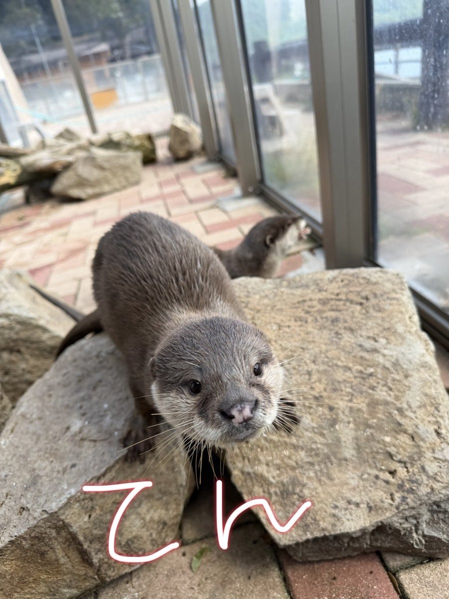 awashimaumine's tweet photo. #世界カワウソの日　だったのです！！
#コツメカワウソ　あめ、てん、ゆき
のリズムゲーム皆さんも
やってみて欲しいのです♪♪♪ https://t.co/u0aQyJVMkC