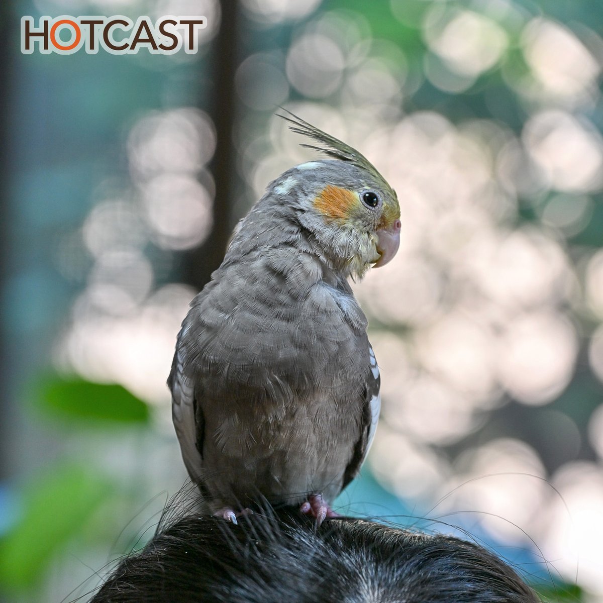 hotcast_jp's tweet photo. 【HOTCAST】インコの餌とACアダプター #1055
フリートーク回ですが、熱いインコ語り多めです!
https://t.co/1IMBXEumQU #HOTCAST #ポッドキャスト https://t.co/NqMnat7DO5
