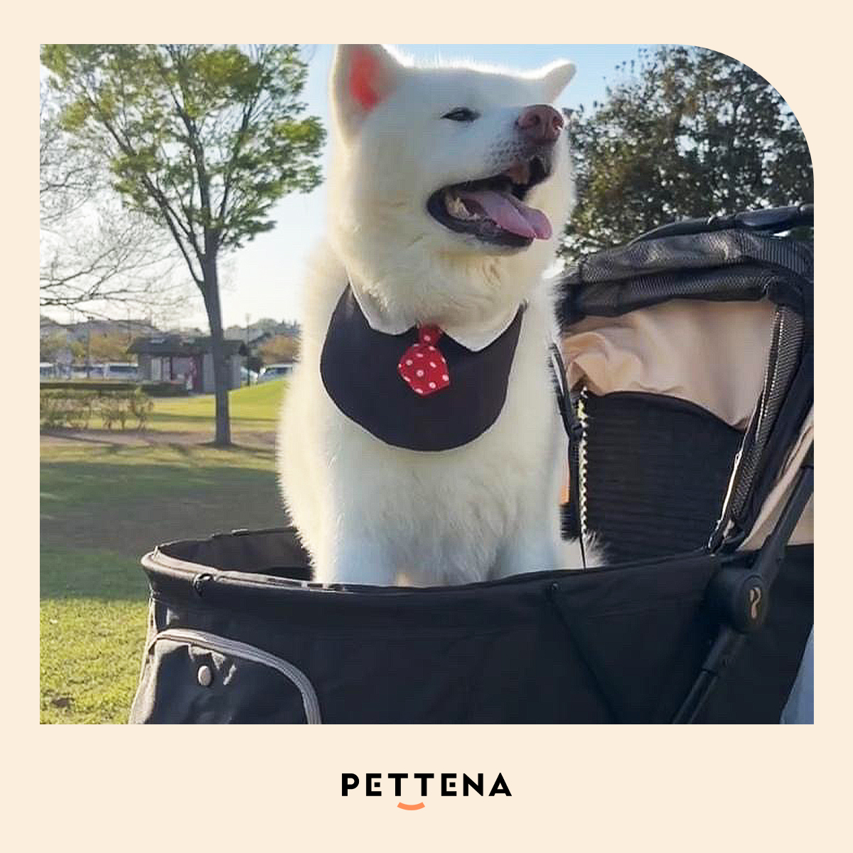 pettena_jp's tweet photo. 左⇒📸  by @maro__yoshi 様
🐾 商品情報
ペットカートORION*ブラック色

「シニアになってからの事を考えたらカートがあった方が快適に楽しく外出出来るなと思ってお迎えを決めました！！✌🏻」

右⇒📷 by raul__0707様 
🐾商品情報
ペットカートTITAN

「38キロでも乗れちゃう。ワンタッチ折り畳み、なんだったらタイヤもワンタッチだから」

以上、❤️写真提供ありがとうございます！