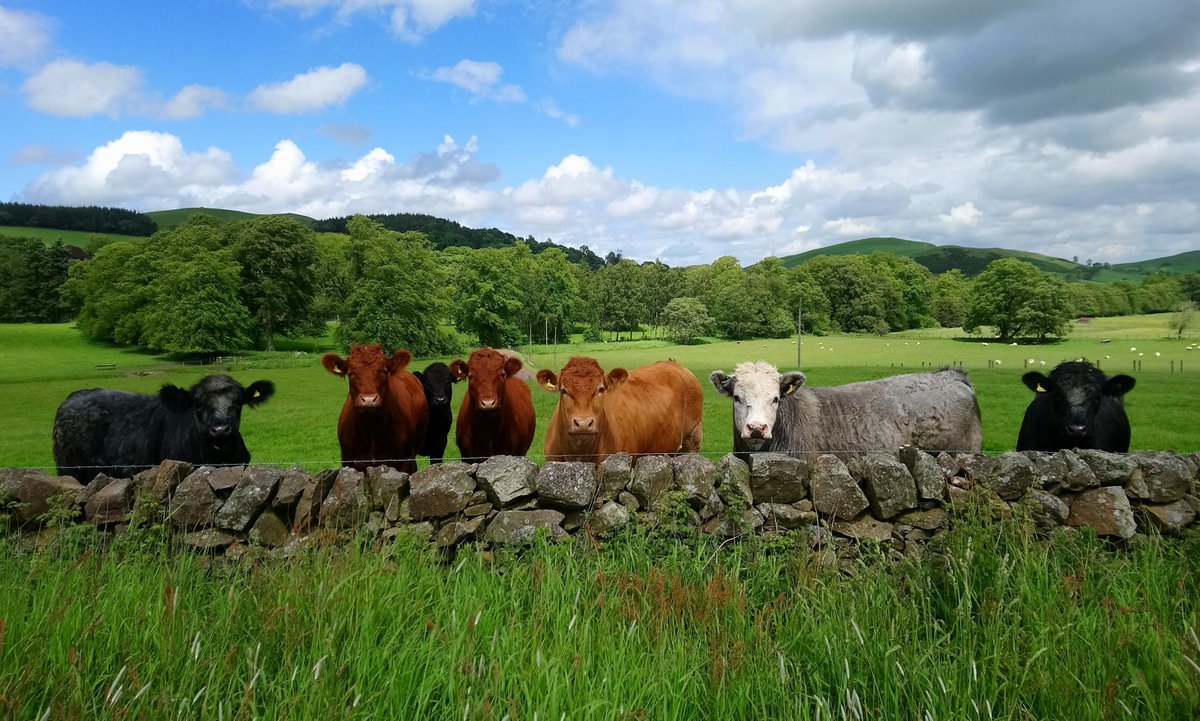 scotforestry's tweet photo. Join us at the @ScotlandRHShow - Friday 19 June, 1:30pm 🌳🐮

Join Scottish Forestry, @ScotLandEstates
and the Integrating Trees Network for an informal reception at the Scottish Land and Estates marquee exploring how trees can benefit your business.

https://t.co/3tMq7soKHF https://t.co/Xnp6XAspyi