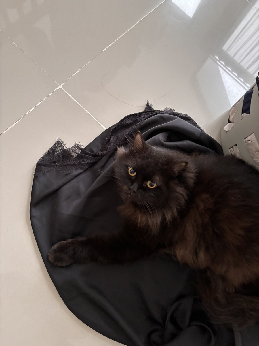 tsmllll's tweet photo. Hi. Aku mau open adopt anak irengku yg lucu. Jantan, 4th, udah steril. Kalem, gabisa manjat meja/kasur. Super manja. Lokasi depok. Semoga dapet yang sayang sama dia dan harus udah punya kucing di rumahnya yaa🫶🏼 https://t.co/GueF4noZuw